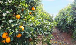 algarve_geniessen_1_1920x690