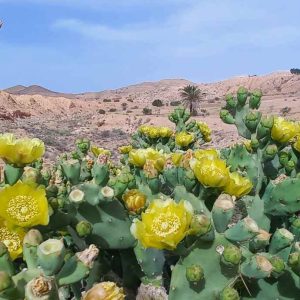 Ksar Ghilane-Matmata