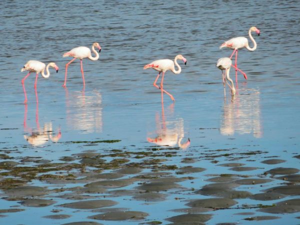 Piratenfahrt zur Flamingo-Halbinsel – Bild 6