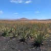 Fuerteventura Exclusive – Bild 5