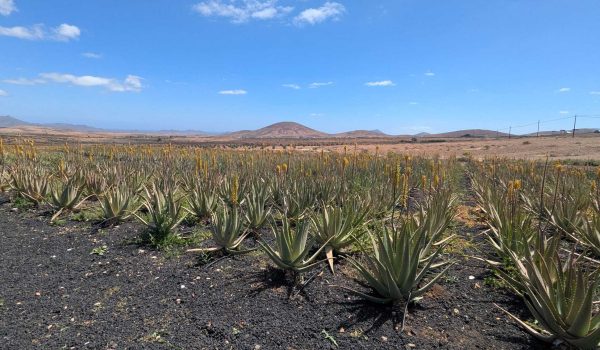 Fuerteventura Exclusive – Bild 5