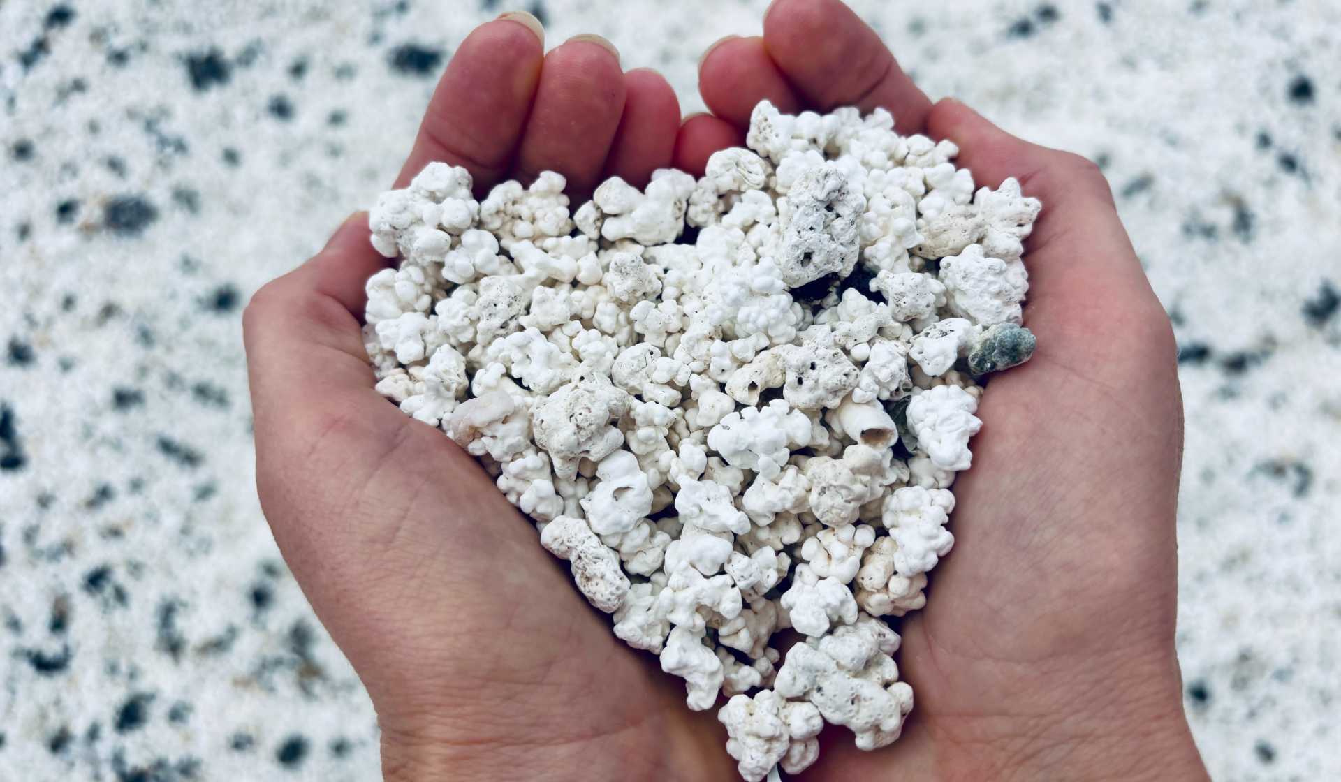 Isla de Lobos, Popcorn Strand & Dünen – Bild 2