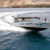 Dolphin Search mit großem Speedboot – Bild 3