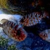 Kajaktour & Schnorcheln – Bild 3