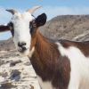 Ziegentrekking – Bild 3