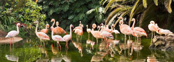 Loro Parque (mit Transfer) – Bild 6