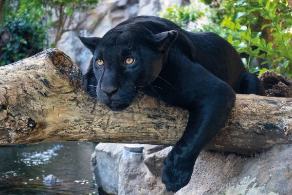 Loro Parque (mit Transfer) – Bild 2