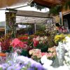 Märkte Gran Canaria – Bild 2