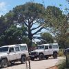 Jeep Safari Classic – Bild 4