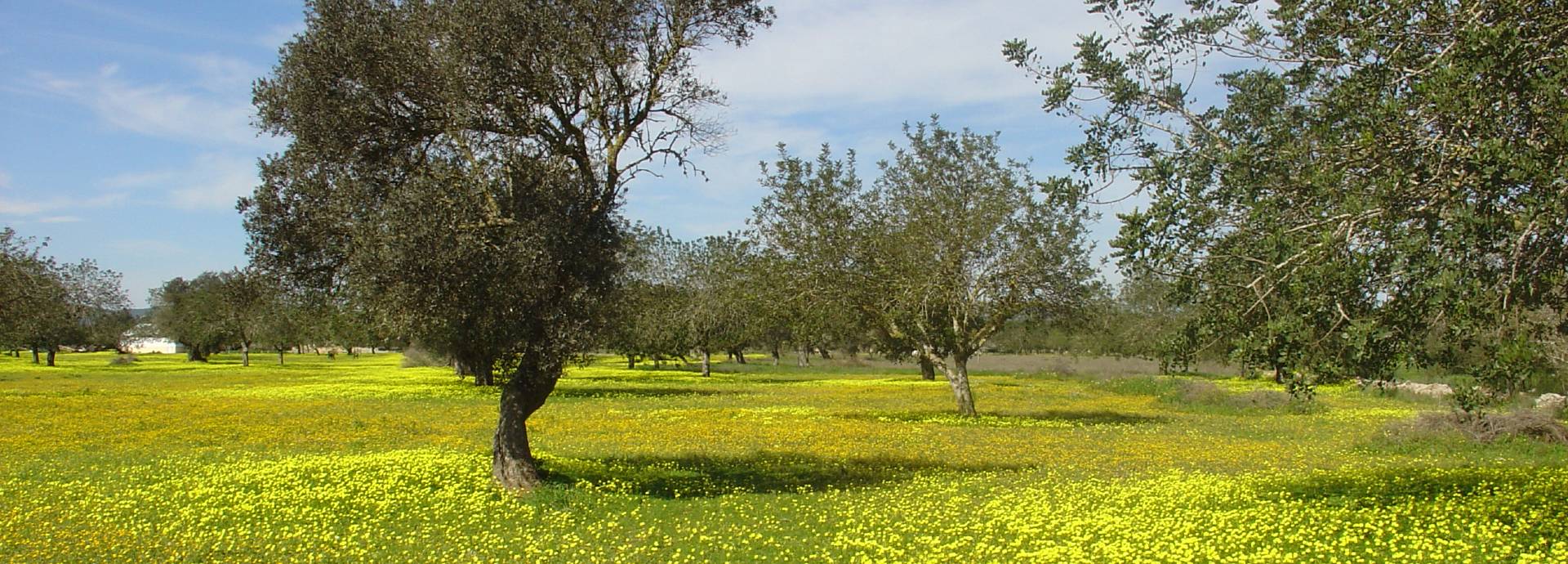 Flora y fauna