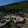 Jeep Safari – Bild 3