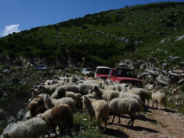 Jeep Safari – Bild 3