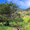 Wanderung Levada & Poncha – Bild 5