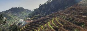Wanderung Vereda & Madeira Wein