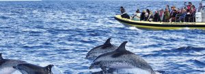 Wal– und Delfinbeobachtung Madeira Sea Emotions