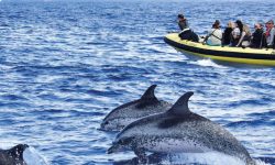 madeirasea_wale_delfine_featured_600x216