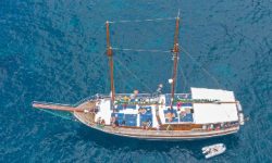 segelboot_bonita_de_madeira_wal_und_delfinbeobachtung_featured_600x216