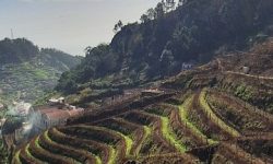 vereda_&_vinho_madeira_featured_600x216