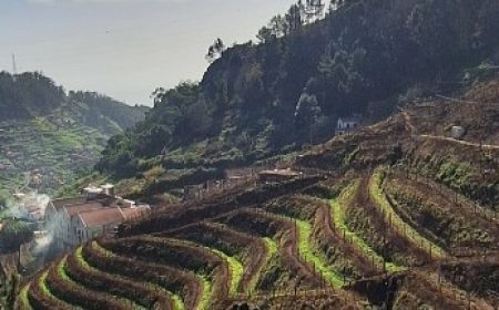 vereda_&_vinho_madeira_featured_600x216