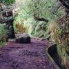 Wanderung von Ribero Frio nach Portela – Bild 9