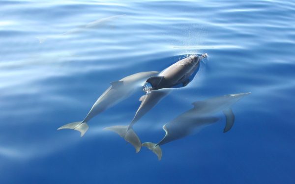 Wal- und Delfinbeobachtung – Bild 2