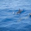 Wal – und Delfinbeobachtung mit dem Segelboot Bonita da Madeira – Bild 2