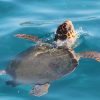 Wal – und Delfinbeobachtung mit dem Segelboot Bonita da Madeira – Bild 4