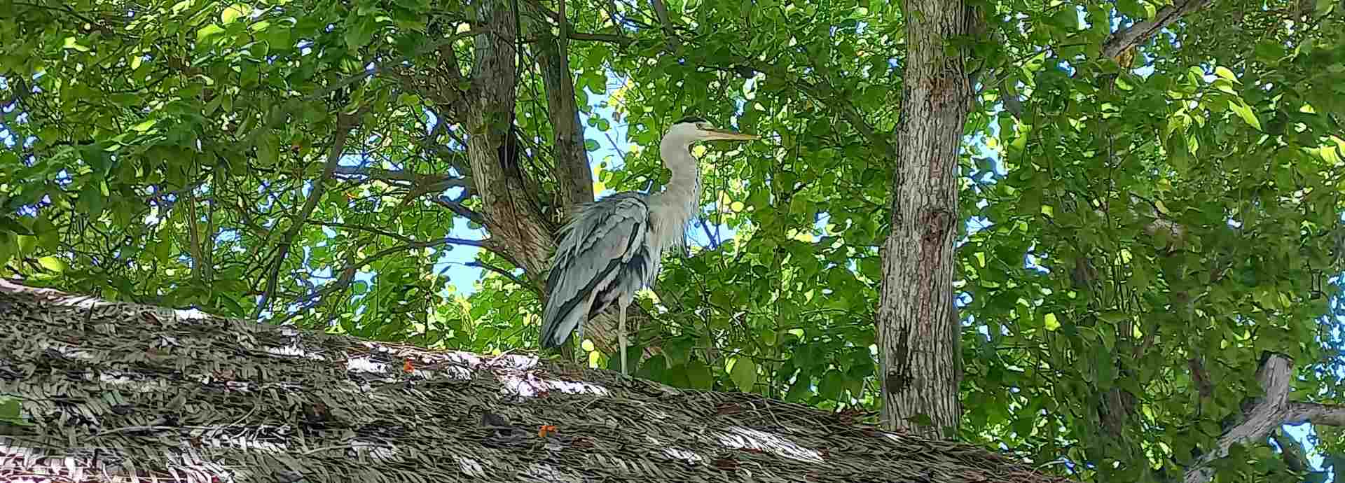Flora and fauna