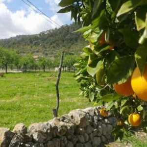Kombi-Paket Ursprüngliches Mallorca / Formentor Xperience & Markt Alcudia