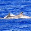 Cormoran Delfin Tour (ohne Transfer) – Bild 4