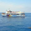 Cormoran Delfin Tour (ohne Transfer)