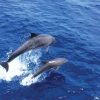 Cormoran Delfin Tour (ohne Transfer) – Bild 3
