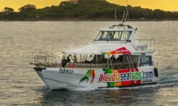 delfin_trip_aubarca_600x218_featured
