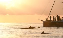 sonnenaufgang_mit_delfinen_600x218_featured