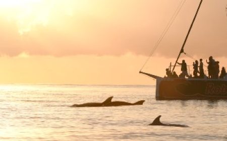 sonnenaufgang_mit_delfinen_600x218_featured