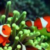 Palma Aquarium inkl. Transfer