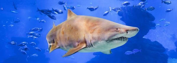 Acquario di Palma e Palma