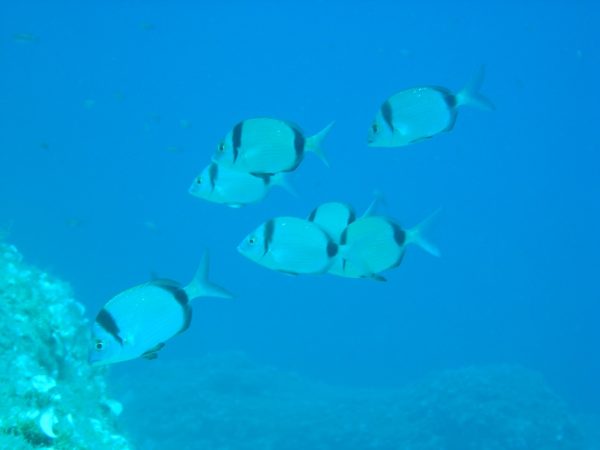 Snorkeling – 3. kép