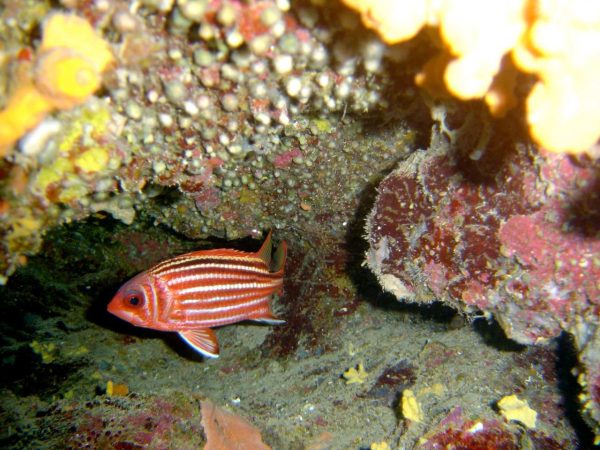 Diving – Image 4
