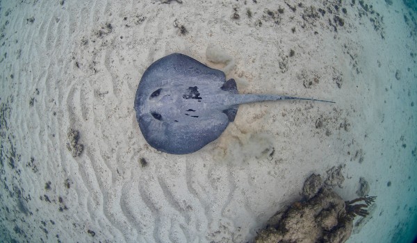 Fantastické podmorské svety – Obrázok 3