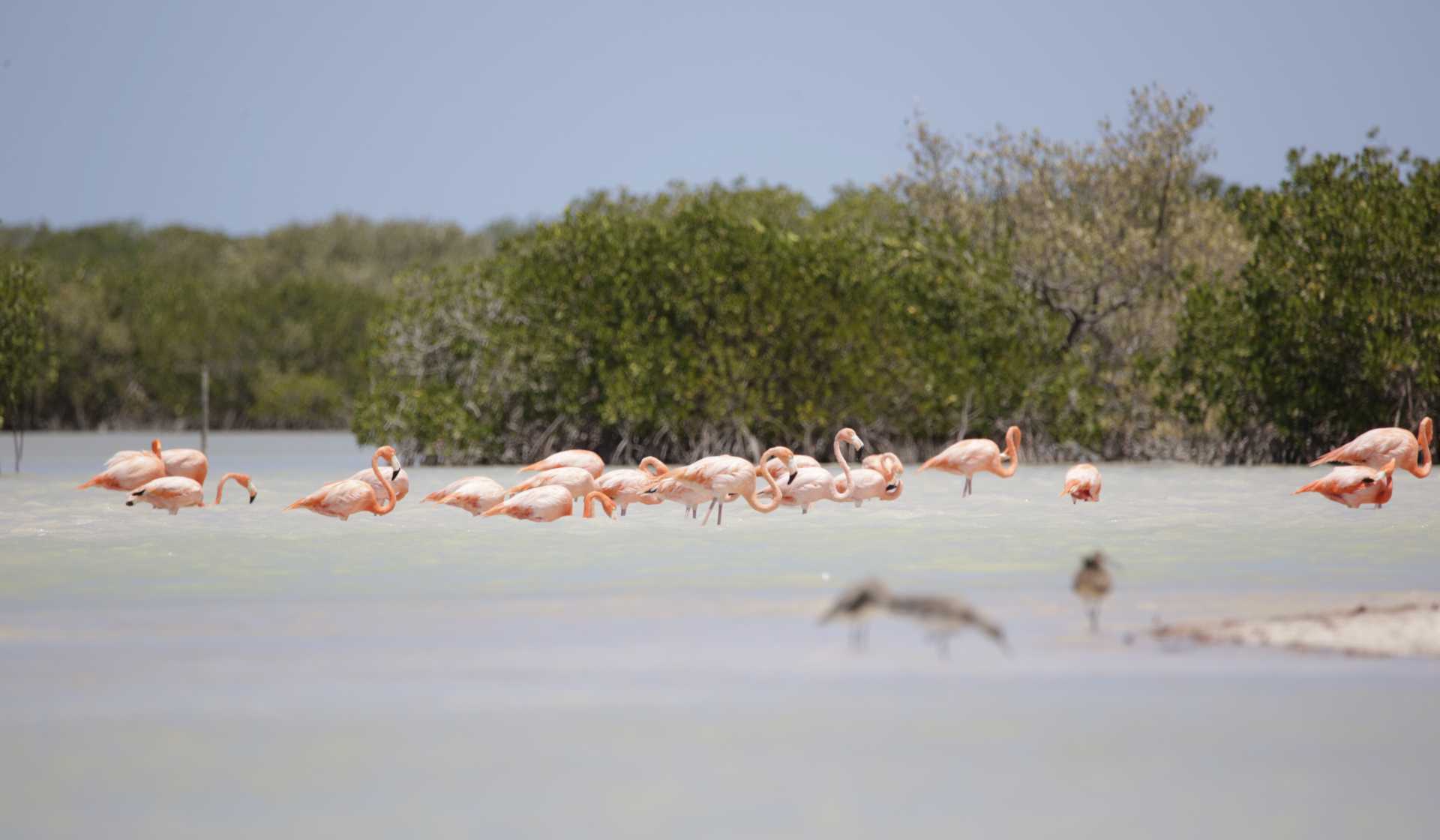 Rio Lagartos et Las Coloradas – Photo 3