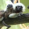 Jungle Adventure – Bild 2