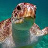 Schnorcheltour Cenoten & Schildkröten