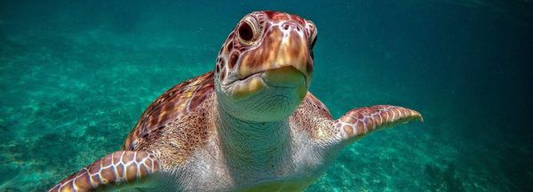 Šnorchlovacia prehliadka Cenotes & Turtles