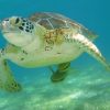 Tulum, Cenoten und Schnorcheln – Bild 3