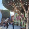 Teneriffas Naturwunder – Vulkane und Wein – Bild 2