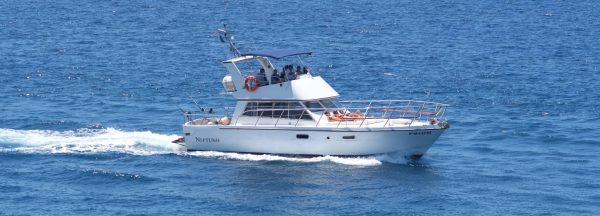 Посматрање китова на моторној јахти Нептуно