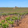 Agroturismo - Bananen und Weine – Bild 3