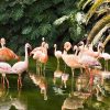 Loro Parque mit/ohne Transfer – Bild 5