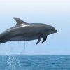 Flipper Uno – Bild 5